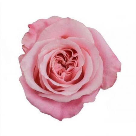Rose 'Art Deco' Rosa