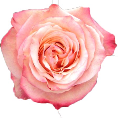 Rose 'Art Rose' Rosa