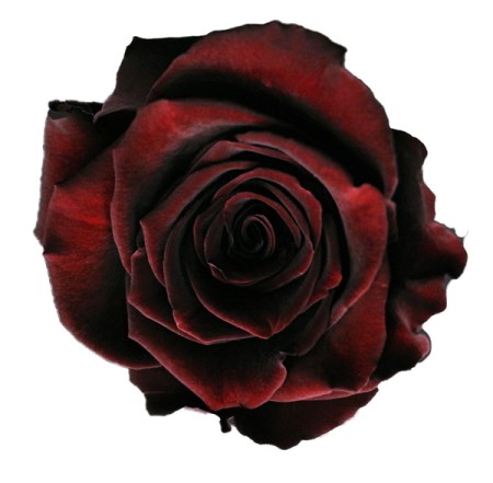 Rose 'Black Baccara' Rosa