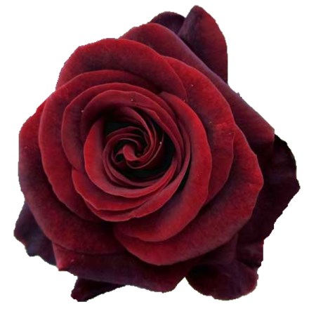 Rose 'Black Magic' Rosa