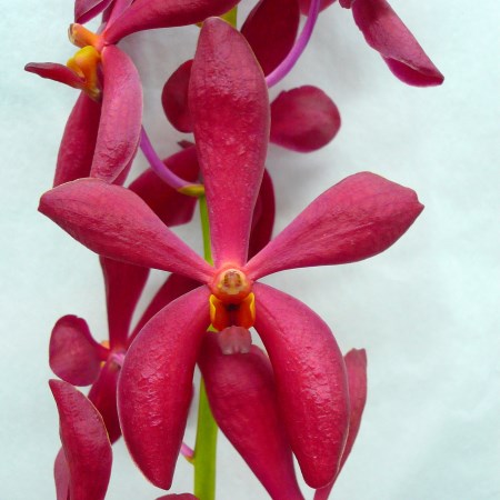 Orchid 'Mokara New Red Single' Orchidaceae