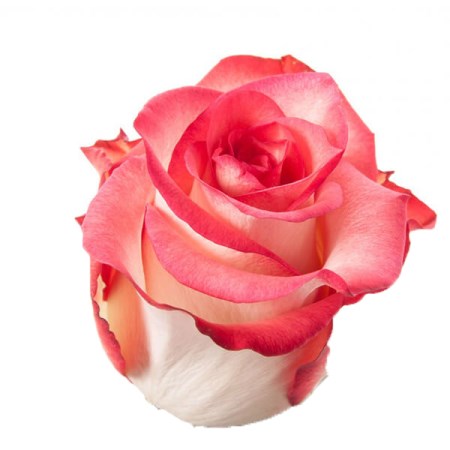Rose 'Blush' Rosa