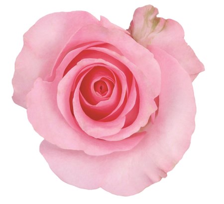Rose 'Blushing Akito' Rosa