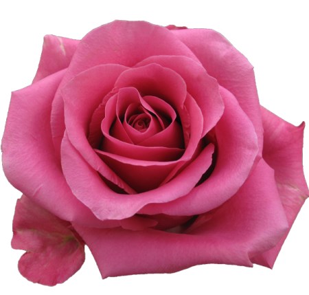 Rose 'Breeze' Rosa