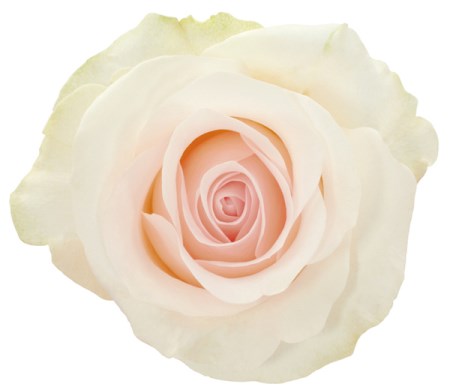 Rose 'Bridal Akito' Rosa