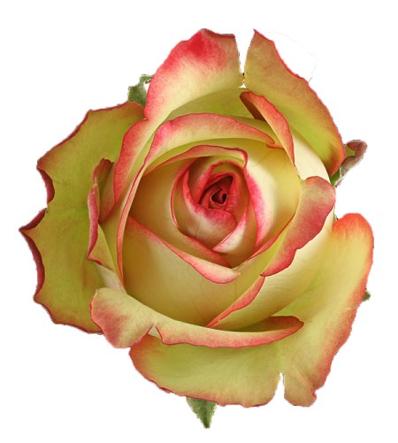 Rose 'Brocante' Rosa