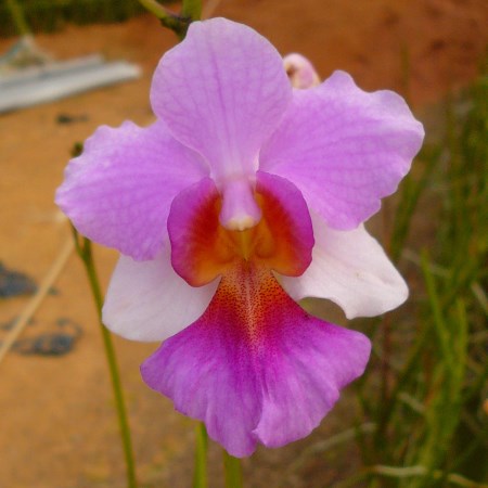 Orchid 'Vanda MS Joachim' Orchidaceae