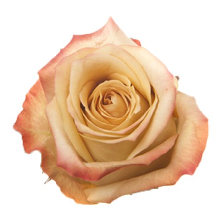 Rose 'Canela' Rosa