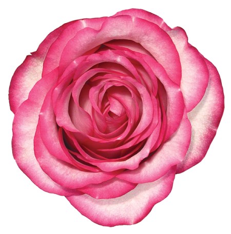 Rose 'Carouel ' Rosa