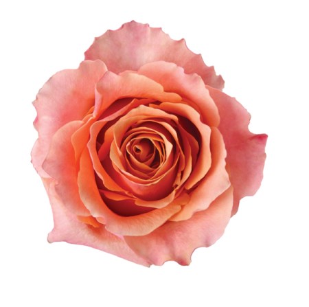 Rose 'Carpe Diem' Rosa