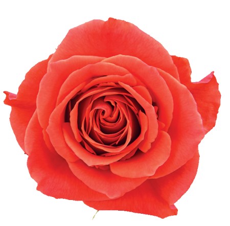 Rose 'Cayenne' Rosa