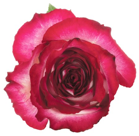 Rose 'Cinderella' Rosa