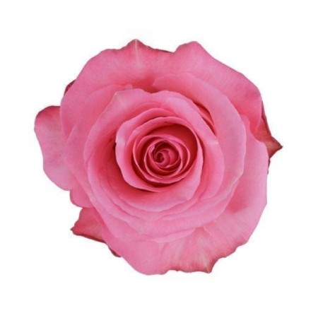 Rose 'Conquista' Rosa