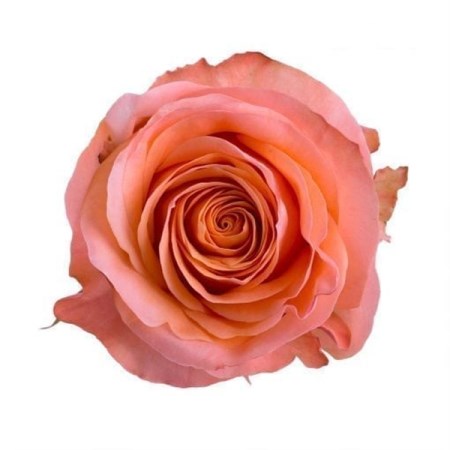Rose 'Coral Reef' Rosa