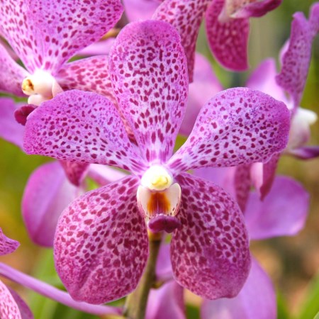 Orchid 'Aranda' Orchidaceae