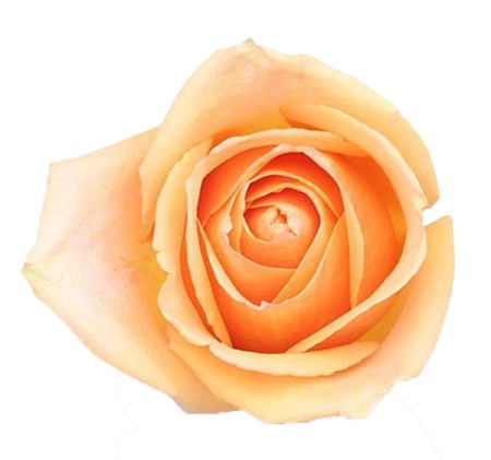 Rose 'Cuenca' Rosa