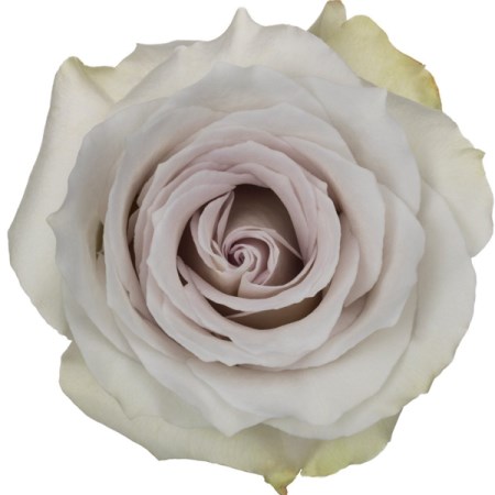 Rose 'Early Grey' Rosa