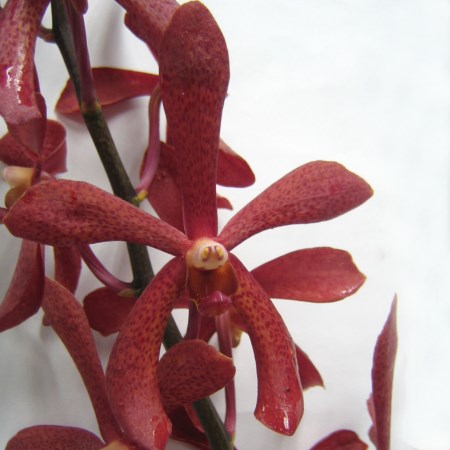 Orchid 'Aranda Red Top' Orchidaceae