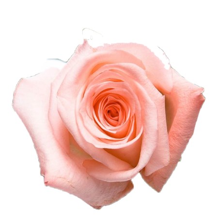 Rose 'Engagement' Rosa