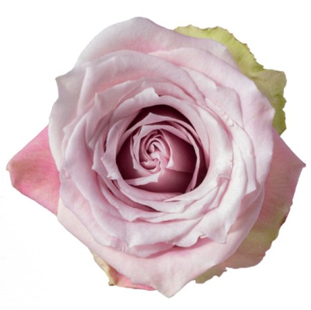 Rose 'Faith' Rosa