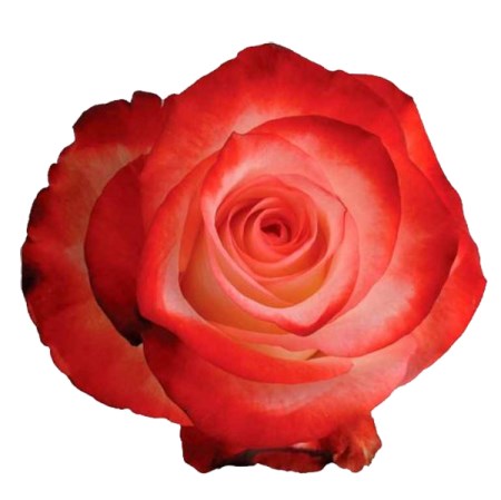 Rose 'Farfala' Rosa