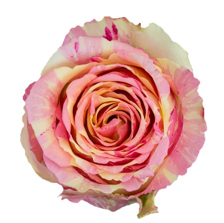 Rose 'Fiesta' Rosa