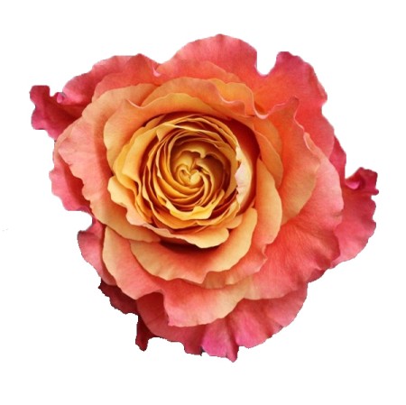 Rose 'Free Spirit' Rosa