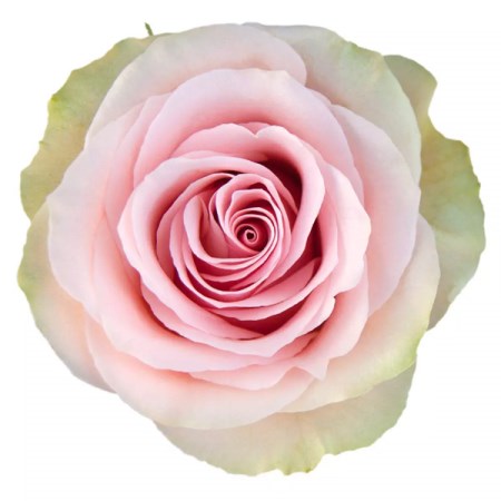 Rose 'Frutetto' Rosa