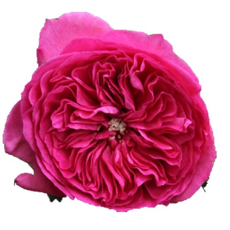 Rose 'Baroness' Rosa
