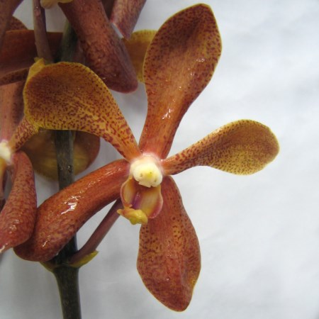 Orchid 'Aranda Hee Nui' Orchidaceae