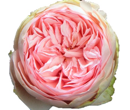Rose 'Bridal Piano' Rosa