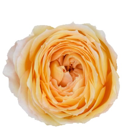 Rose 'Caramel Antique' Rosa