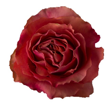 Rose 'Hot Carpe Diem' Rosa