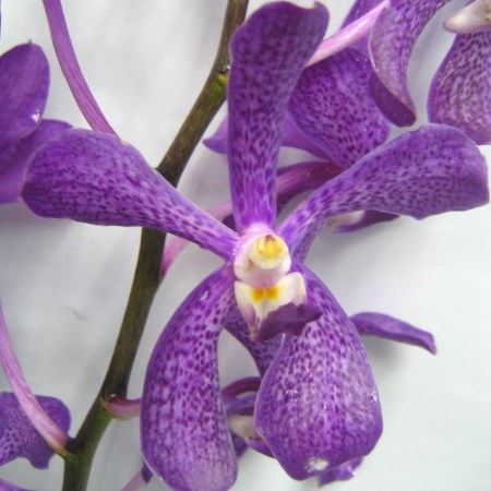 Orchid 'Aranda Kooi Chee' Orchidaceae