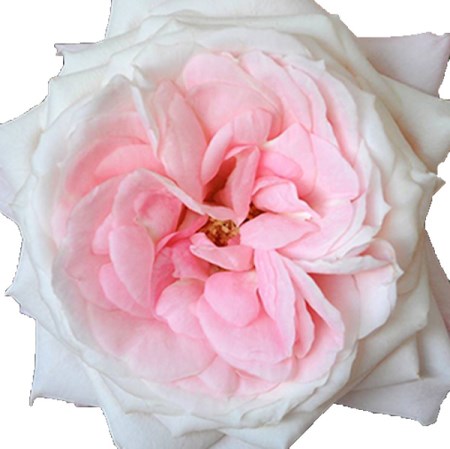 Rose 'Mayra's Bridal Pink' Rosa