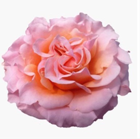 Rose 'Mayra's Peach' Rosa