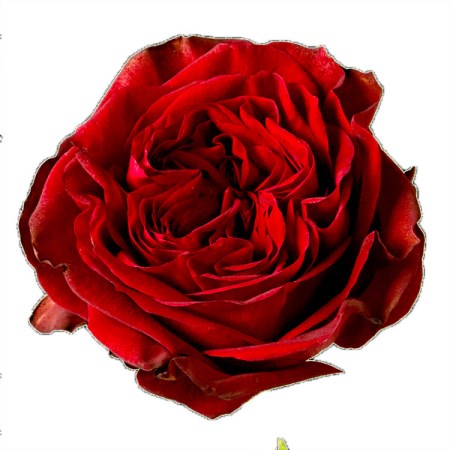 Rose 'Mayra's Red' Rosa