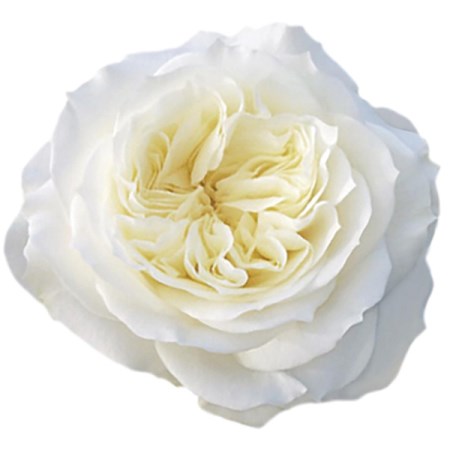 Rose 'Mayra's White' Rosa