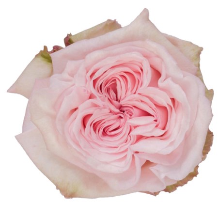 Rose 'Pink O'hara' Rosa