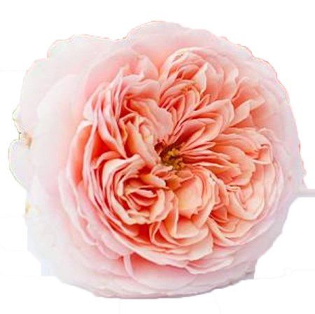 Rose 'Pink-xpression' Rosa