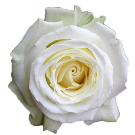 Rose 'Playa Blanca' Rosa
