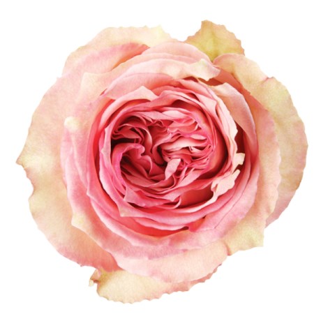 Rose 'Sweet Elegance' Rosa