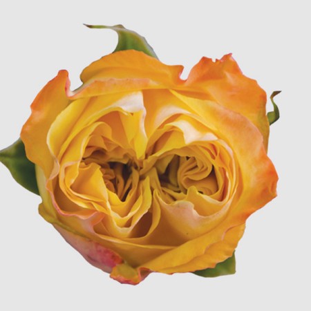 Rose 'Sweet-expression' Rosa