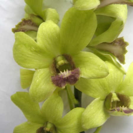 Orchid 'Dendrobium Jade Green' Orchidaceae