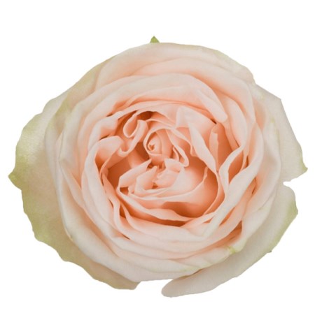 Rose 'Wedding Spirit ' Rosa