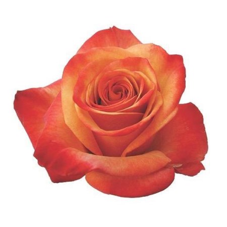 Rose 'Giotto' Rosa