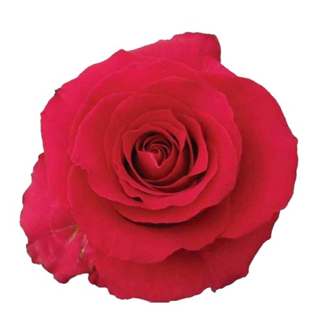 Rose 'Gotcha' Rosa