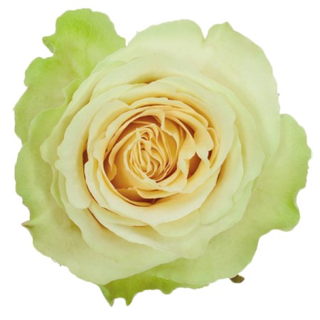 Rose 'Green Beauty' Rosa