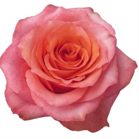 Rose 'Hardrock' Rosa