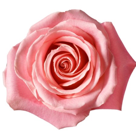 Rose 'Hermosa' Rosa
